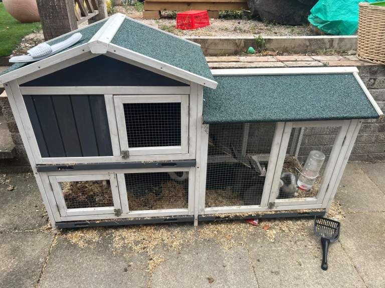 2 x adult rabbits and 3 x baby rabbits with hitch house and cage free collection ng5 Nottingham 