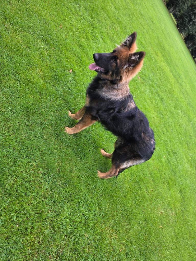 5month old gsd