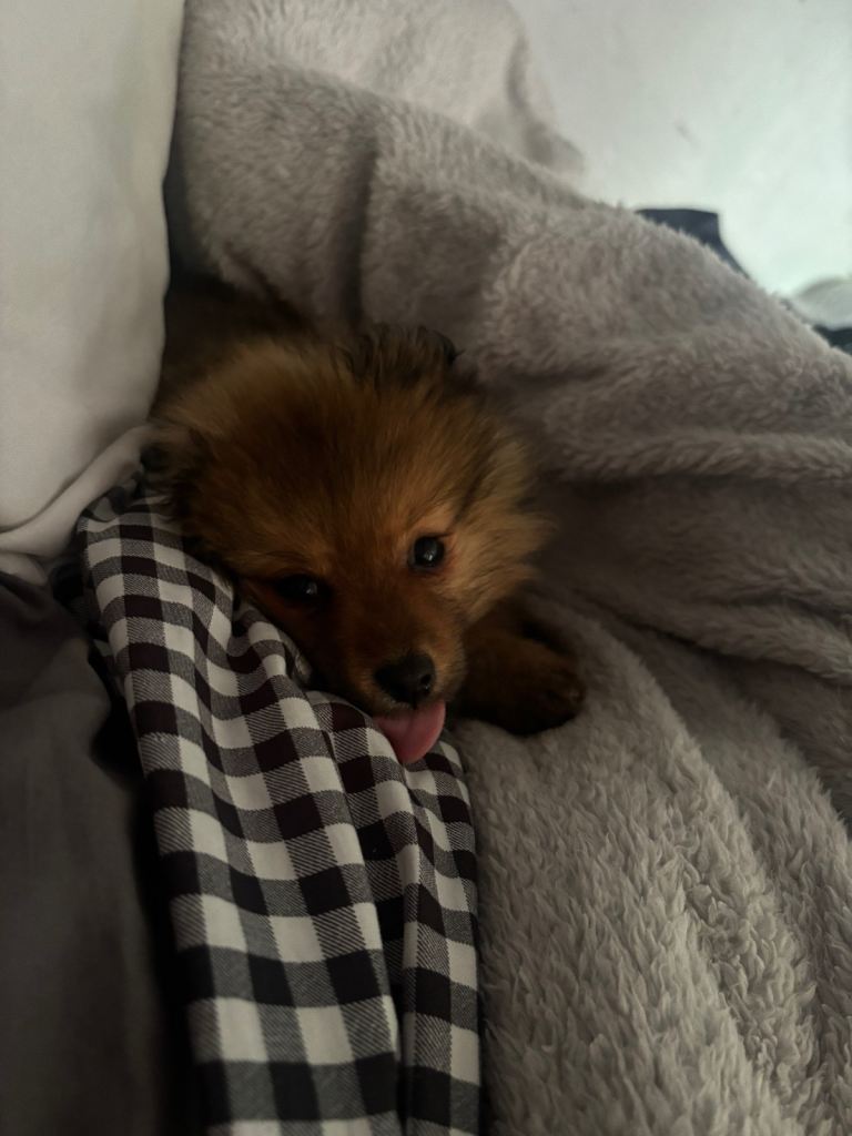 Lovely Pomeranian puppy 