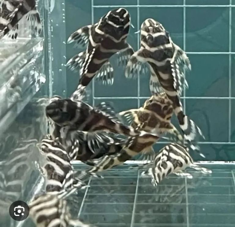 Fish Tank / Aquarium / Live Fish / L333 King Tiger Pleco (Hypancistrus sp.) 🚨