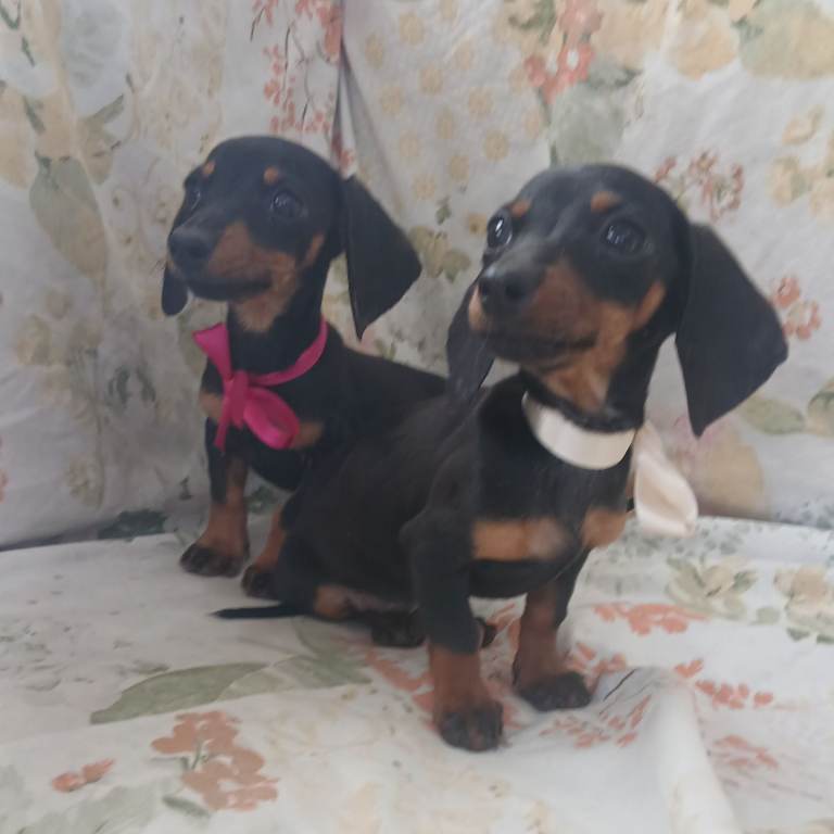 Dachshund 