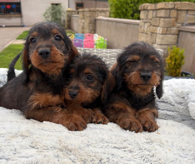 Dachshund Pups