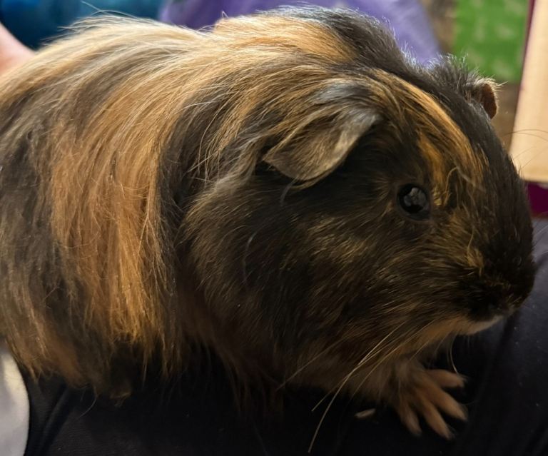 2 female guinea pigs and cage 