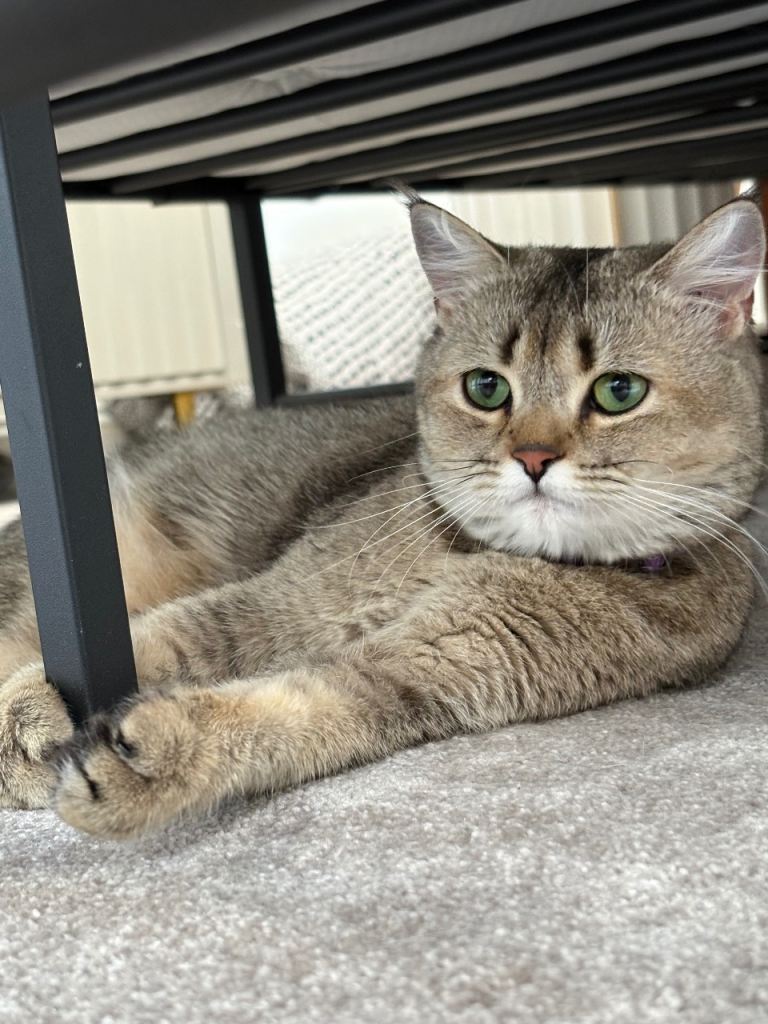 British shorthair femal cat . 