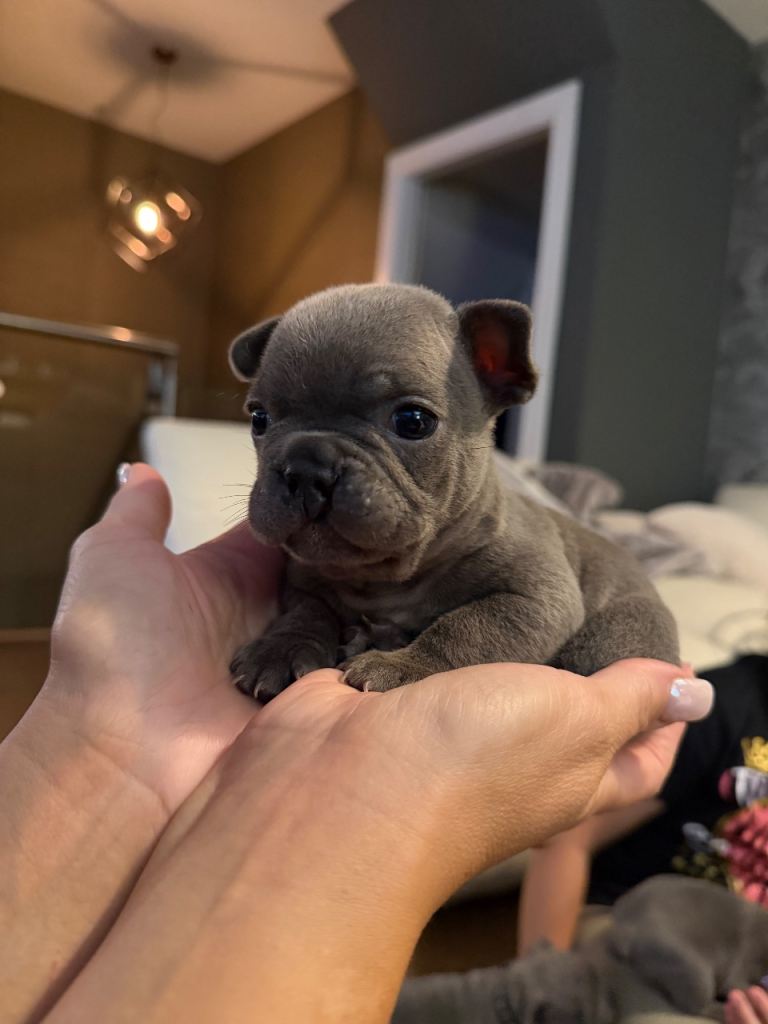 French bulldog puppies 