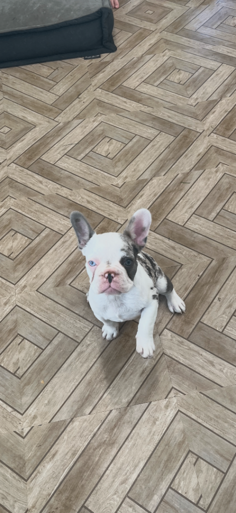 FULL FRENCH BULLDOG GIRL PUPPY