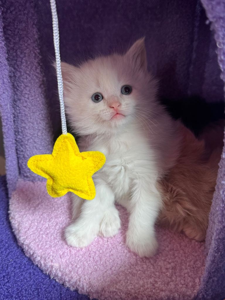 Ragdoll X kittens for sale (3 left)