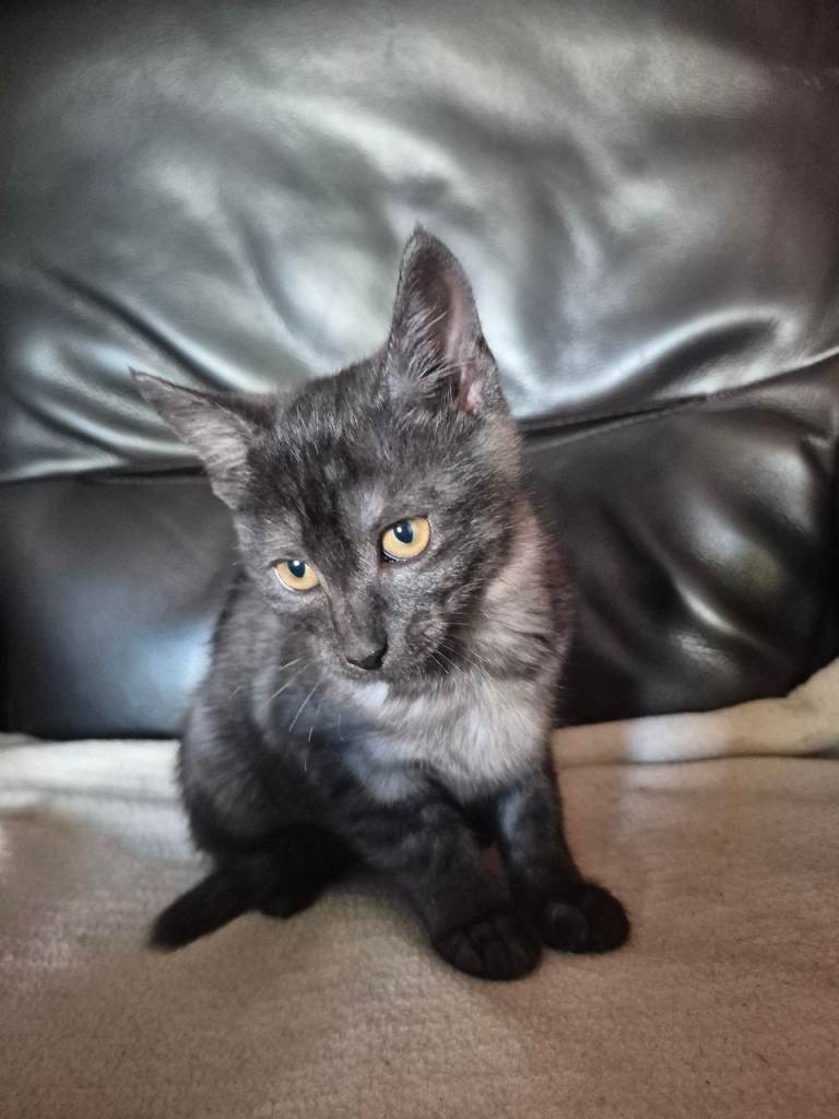 Kitten for sale