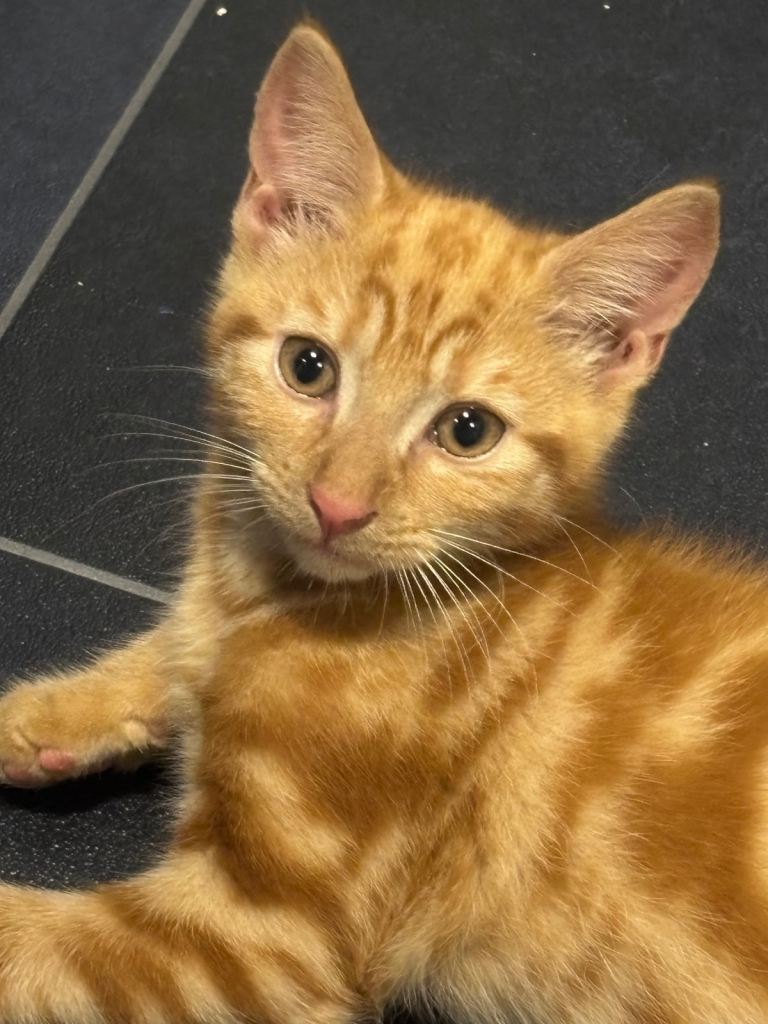 6 beautiful kittens 