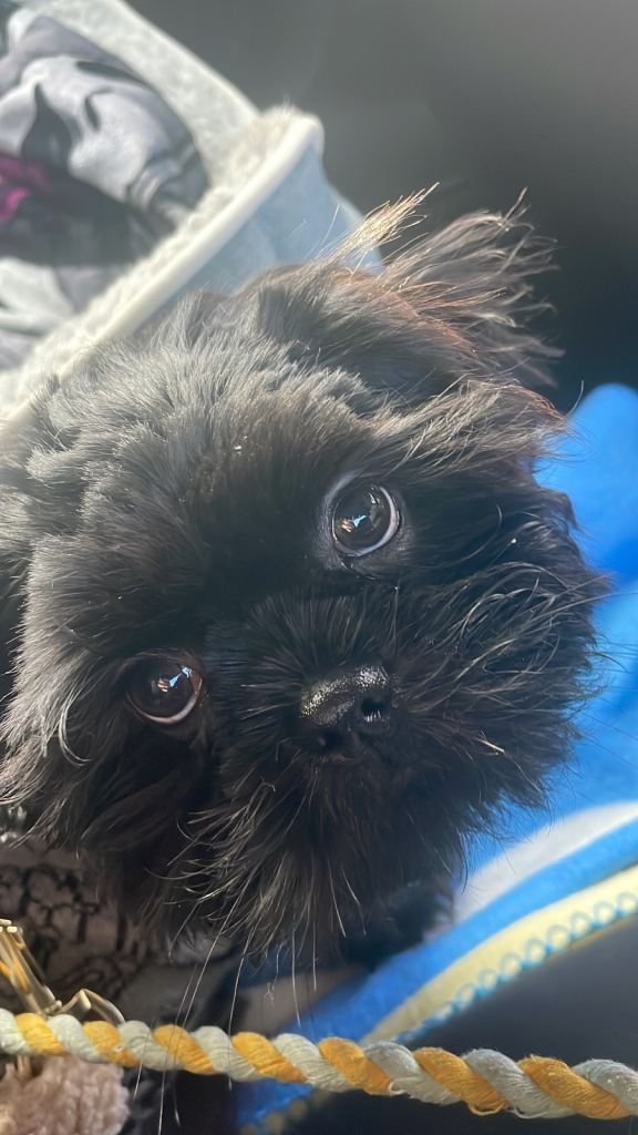 Gorgeous 4 month old male puppy