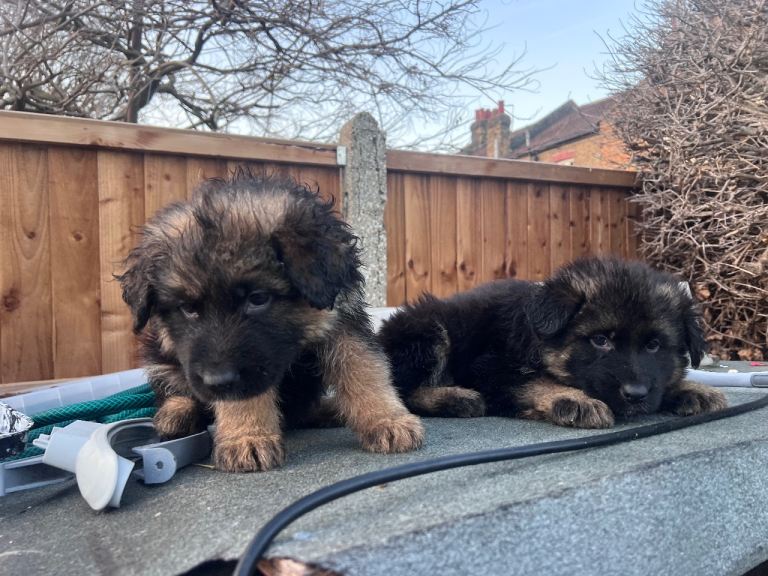 6 German shepherds puppies 