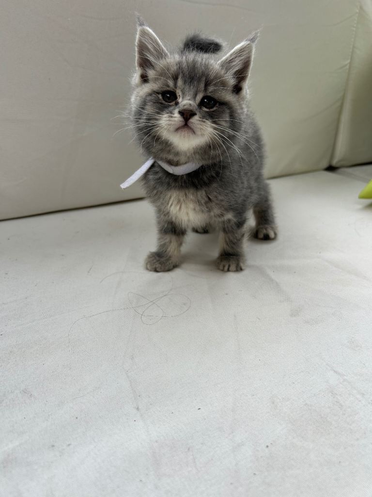 Mainecoon kittens FULL GREY COATS 