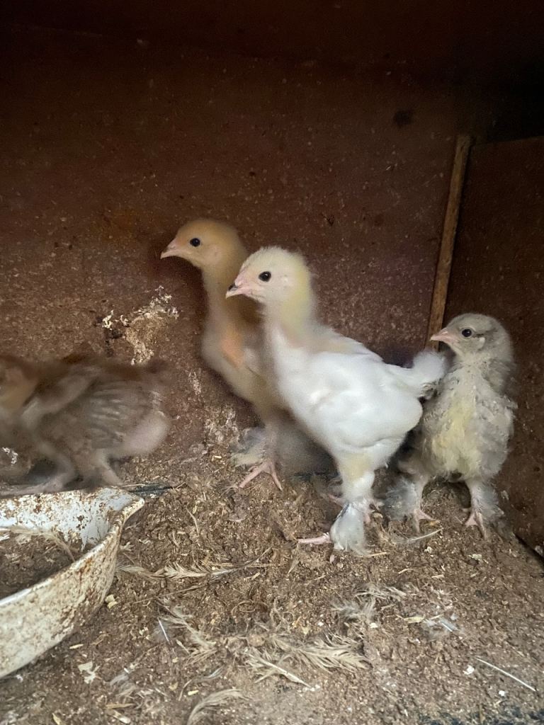 Beautiful Brahma , Polish and bluelace wayndote youngs and others,readfull priceSeparate