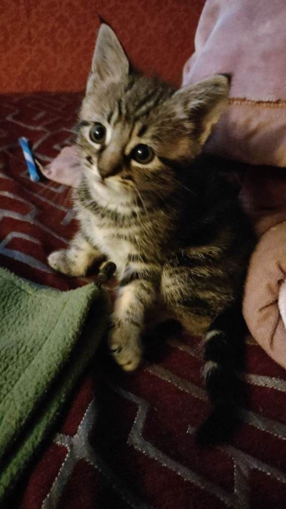 Young Kitten Seeking New Home