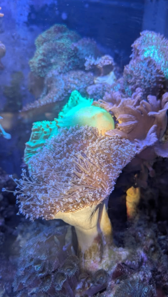 Salty Marine Aquarium  & Reverse Osmosis Water, Available 24/7