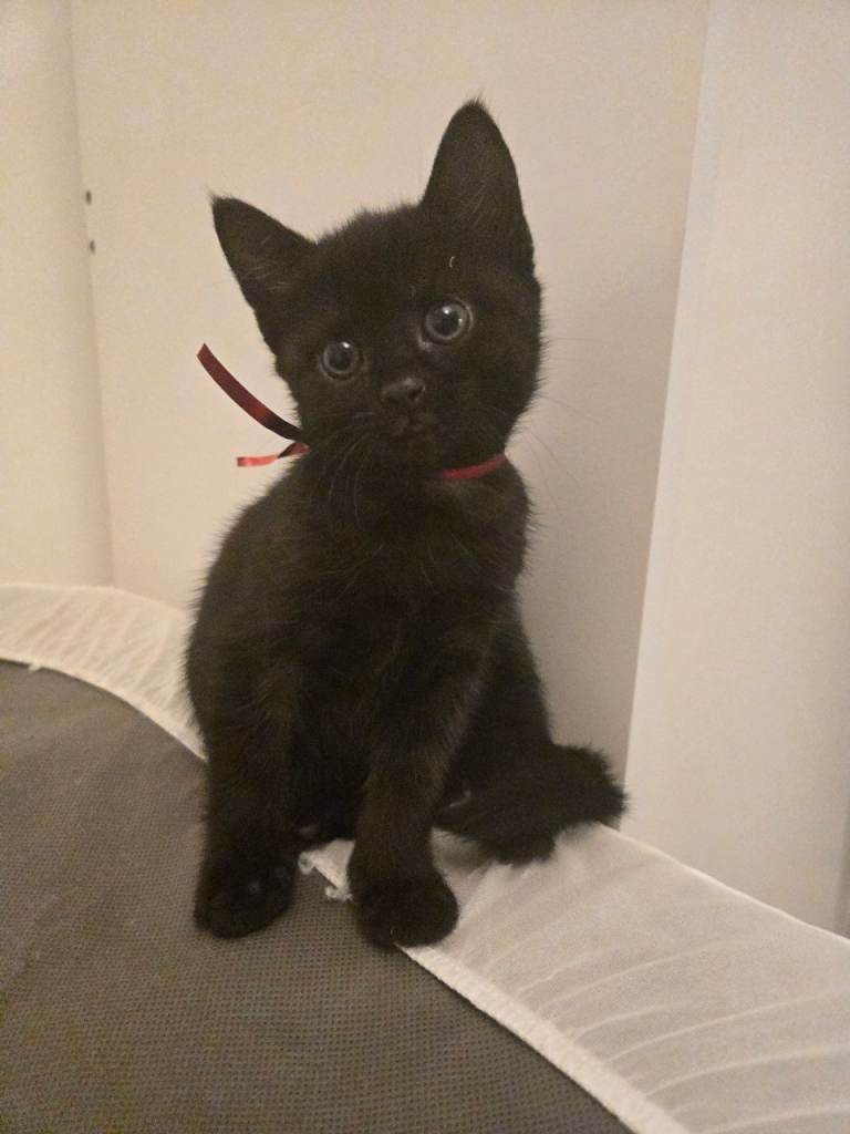 1 giel black kitten available 