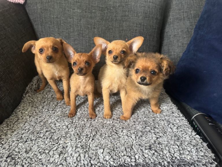Pomeranian x puppy’s 3 girls 3 boys