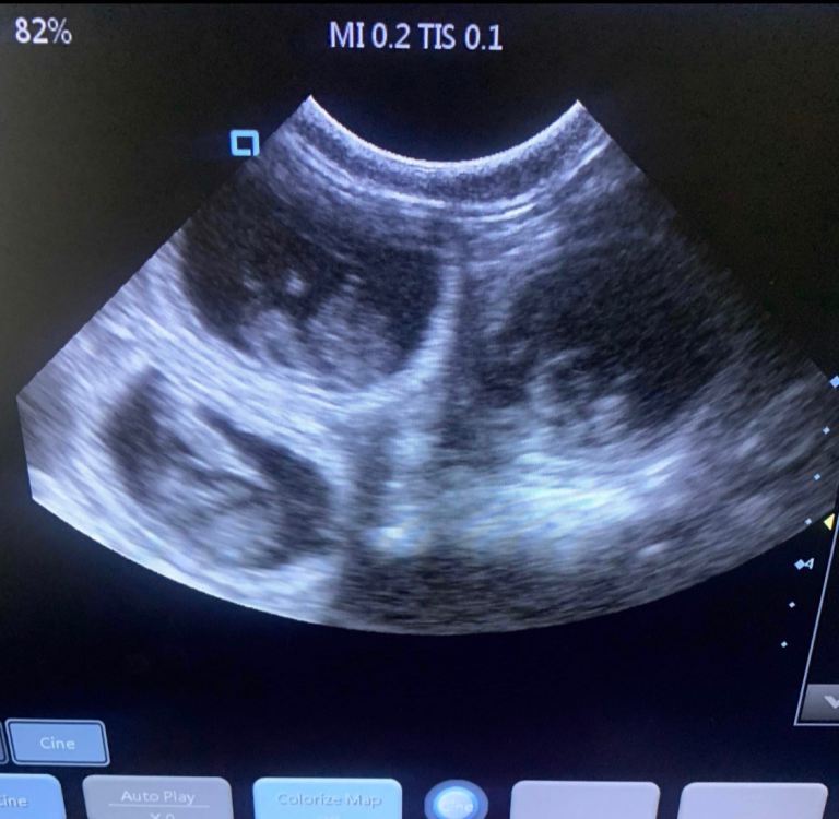 Mobile Pet services - Exeter Torbay Teignbridge 