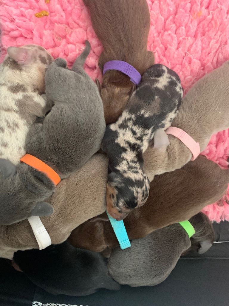 Miniature dachshund Rainbow litter