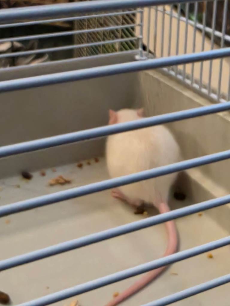 Pet rats for sale must go to good home 