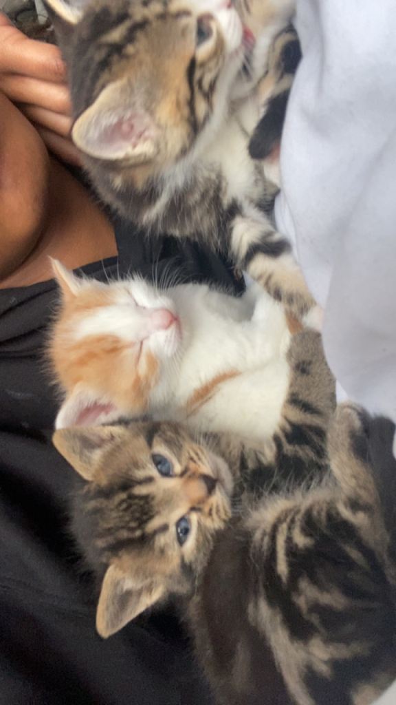 3 adorable tabby kittens 