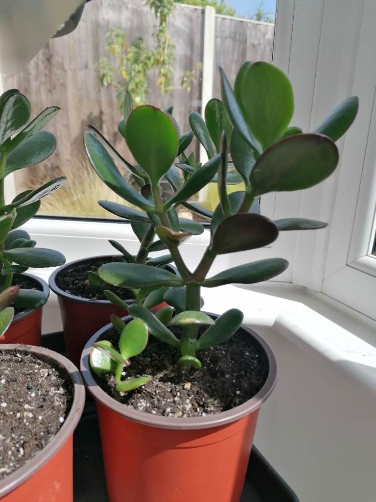 Crassula Ovata - Jade Plant – Friendship Tree