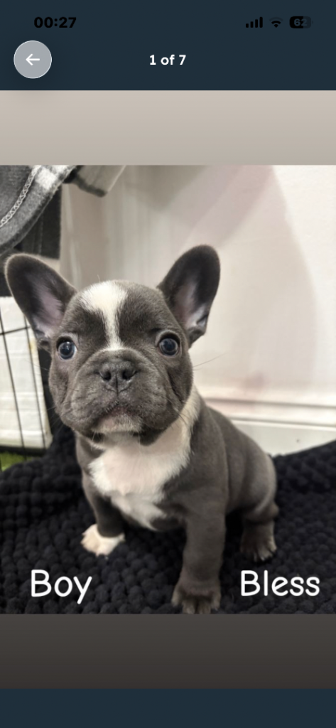Frenchie puppy 
