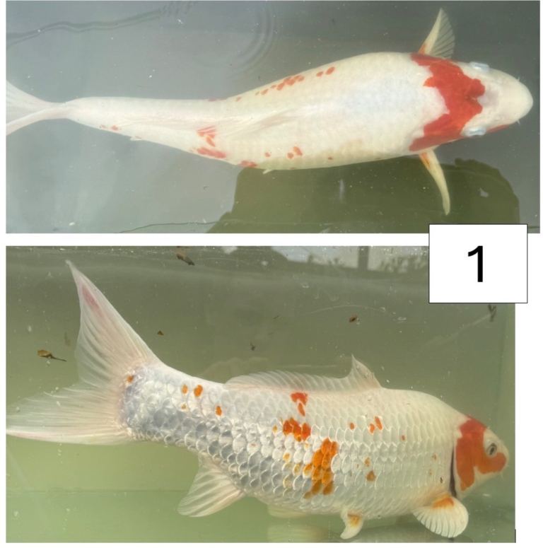 Koi fish