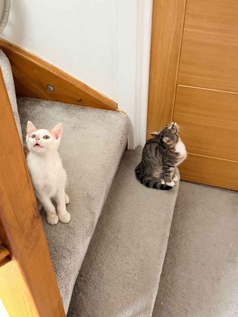 Two tabby domestic kittens