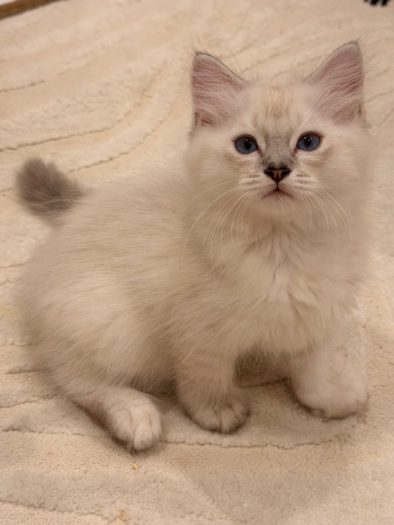 Beautiful Ragdoll Kittens