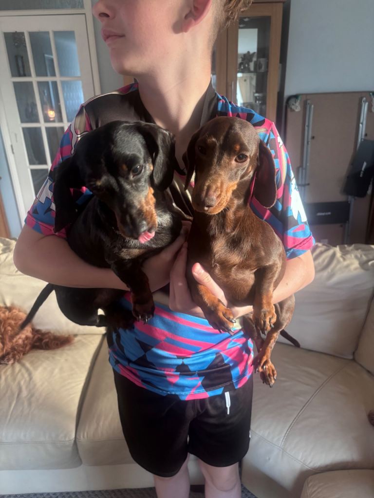 2 miniature dachshund for sale