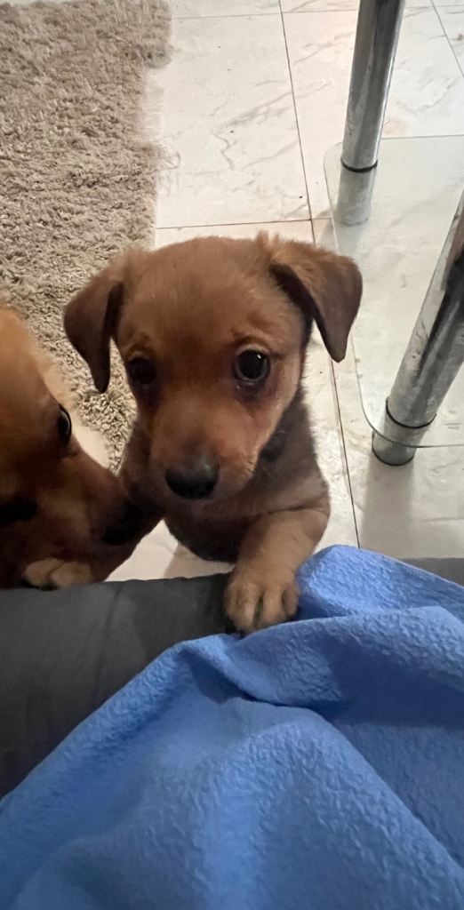 Pomchi puppies for sale 