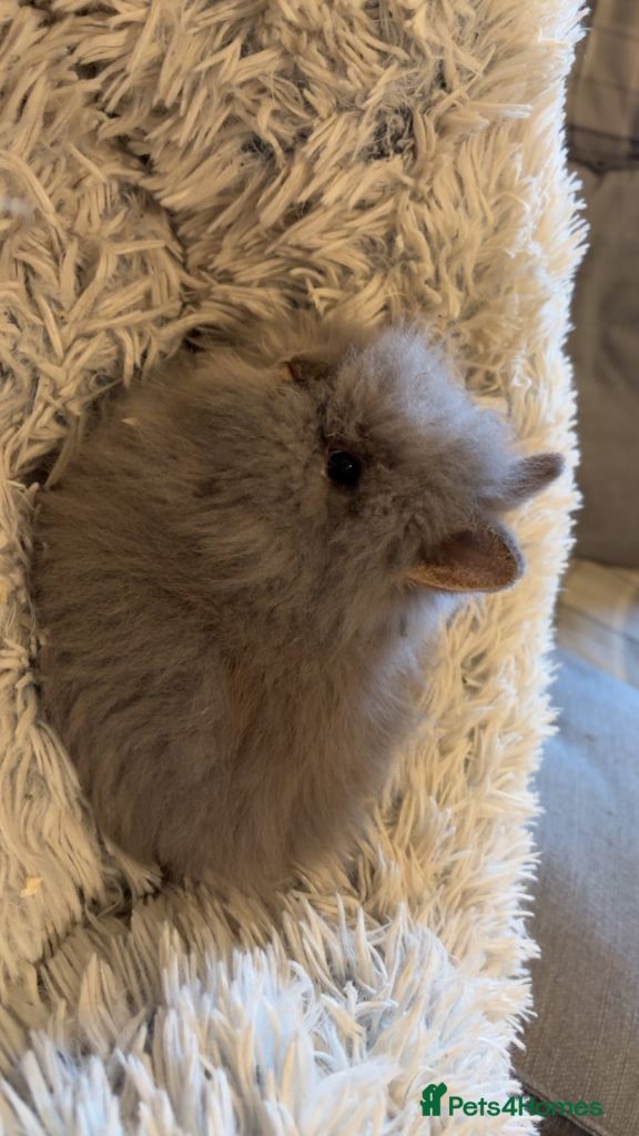 Two male double main lion head rabbits 
