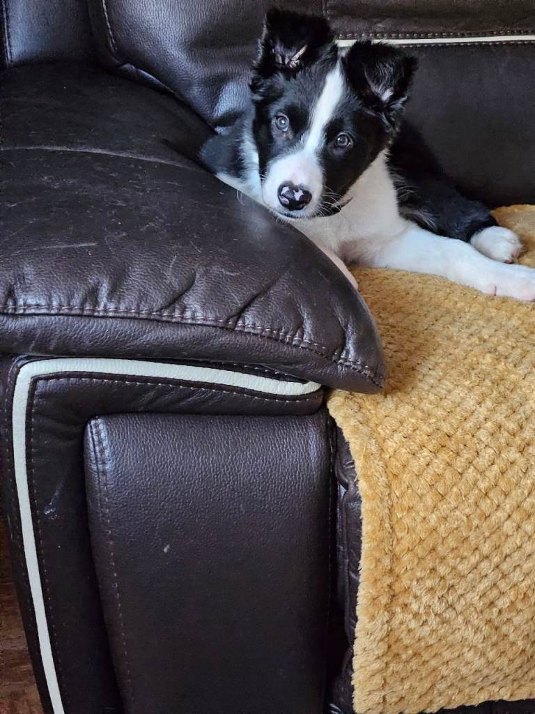 Border Collie Puppy beautiful Boy