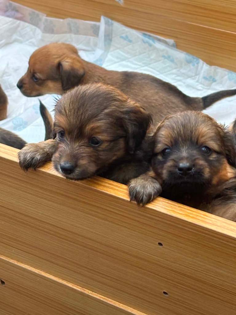 Adorable Dachshund x Pomeranian Puppies Ready for New Homes