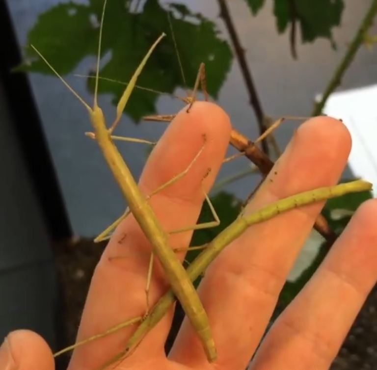 Stick insects