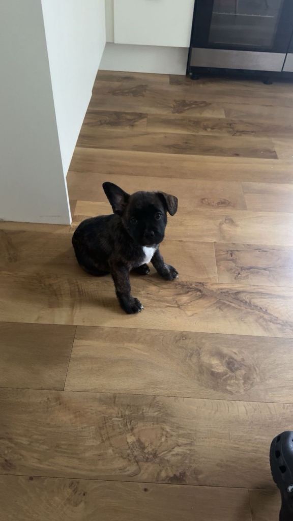 2 Follies 4sale (French bulldog/collie mix)