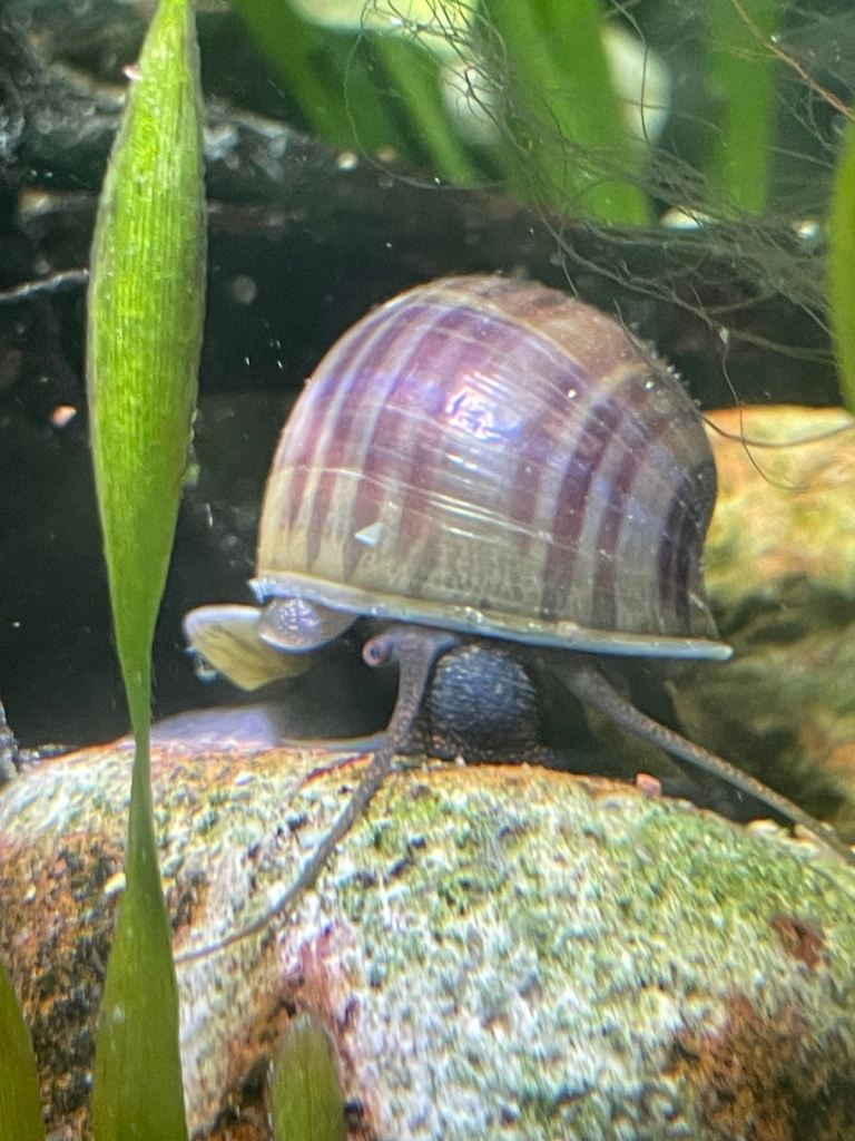 Blue and purple mystery snails 