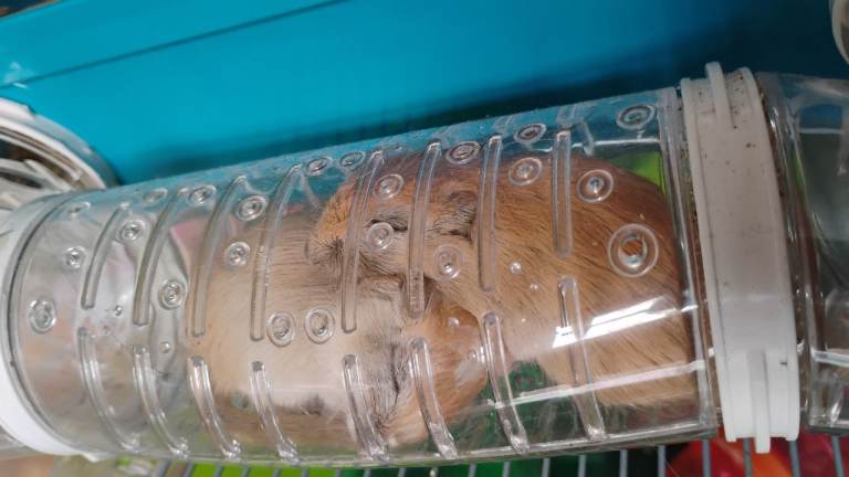 Gerbils 