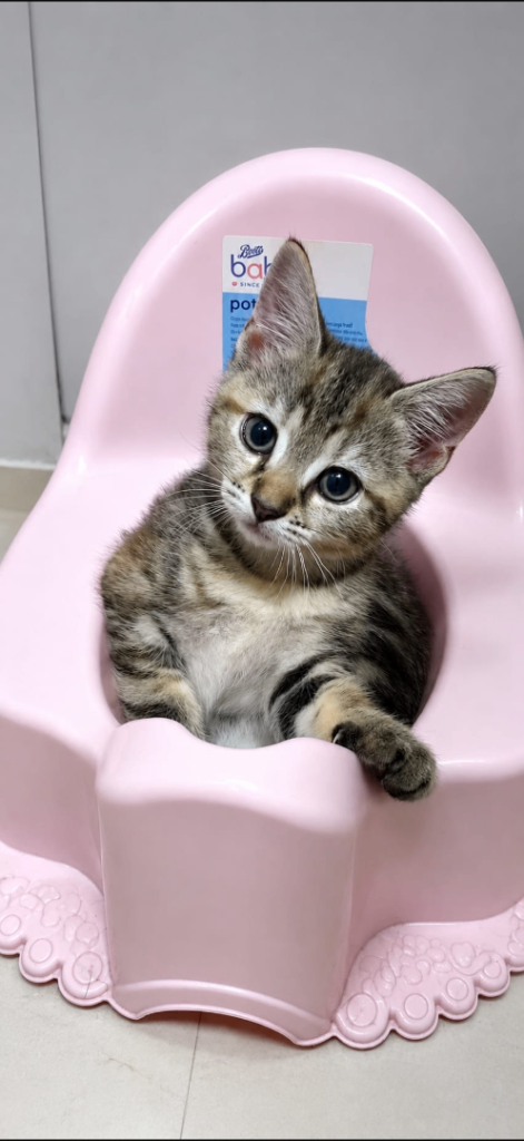2 girl kittens. READY NOW ✨ all tabbies 