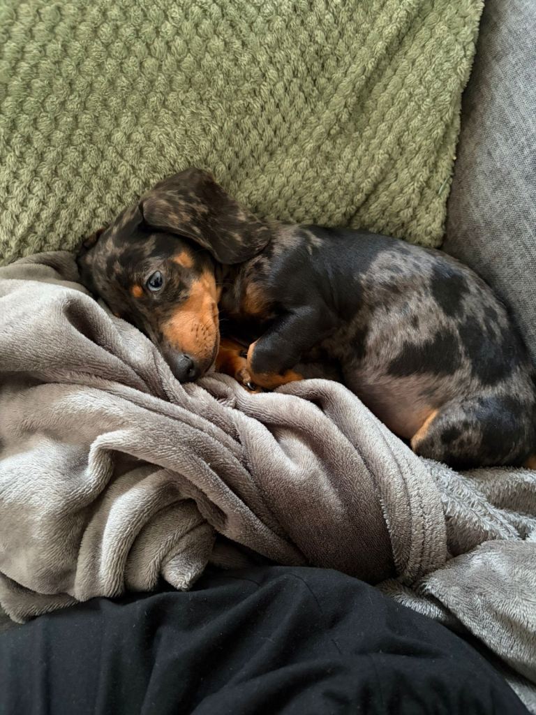 Miniature dachshunds ready now