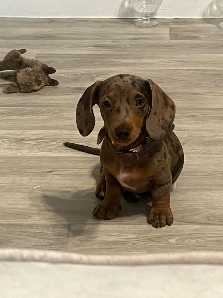 Miniature dachshund puppy 