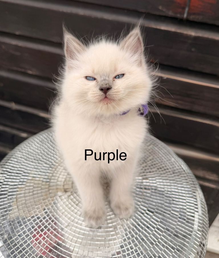 Ready now -Purebred blue point ragdolls