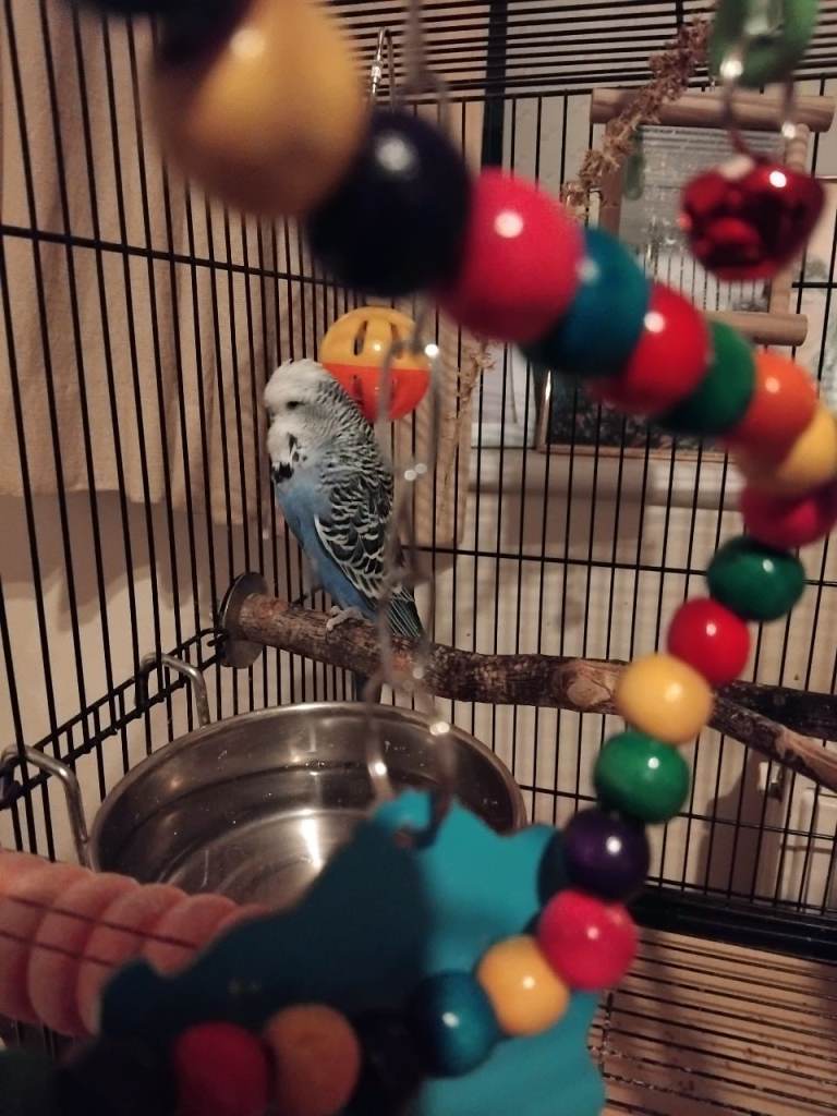 Budgies with cage