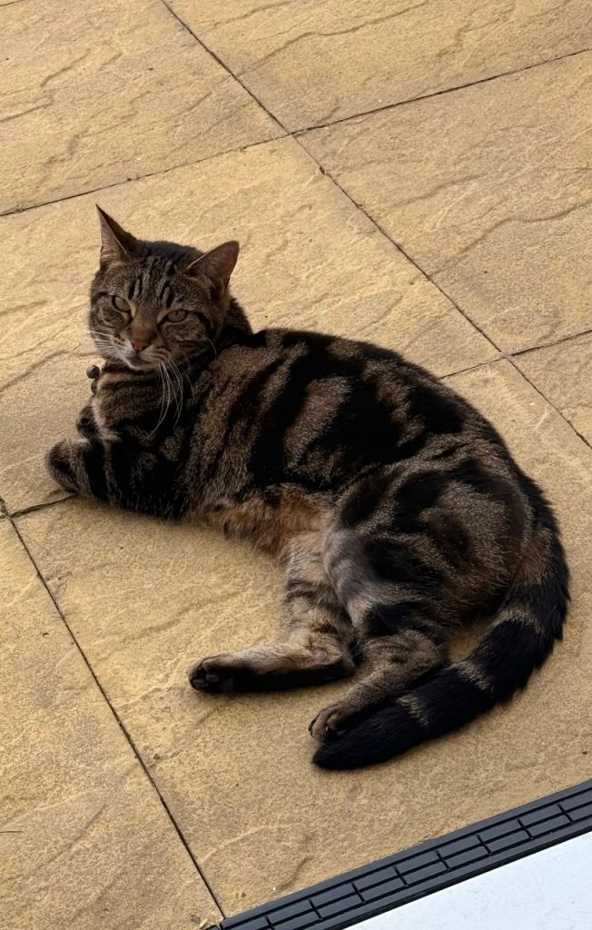 **Nala** rehome our beautiful Girl