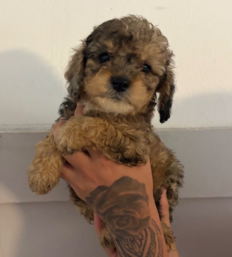 Cockapoo puppies 