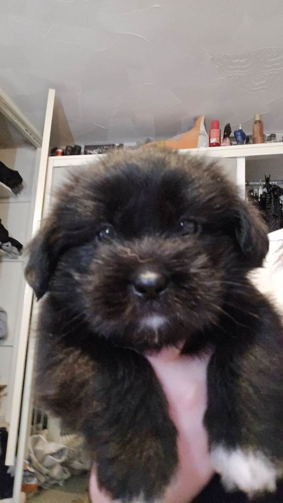 Black german shepherd x pup