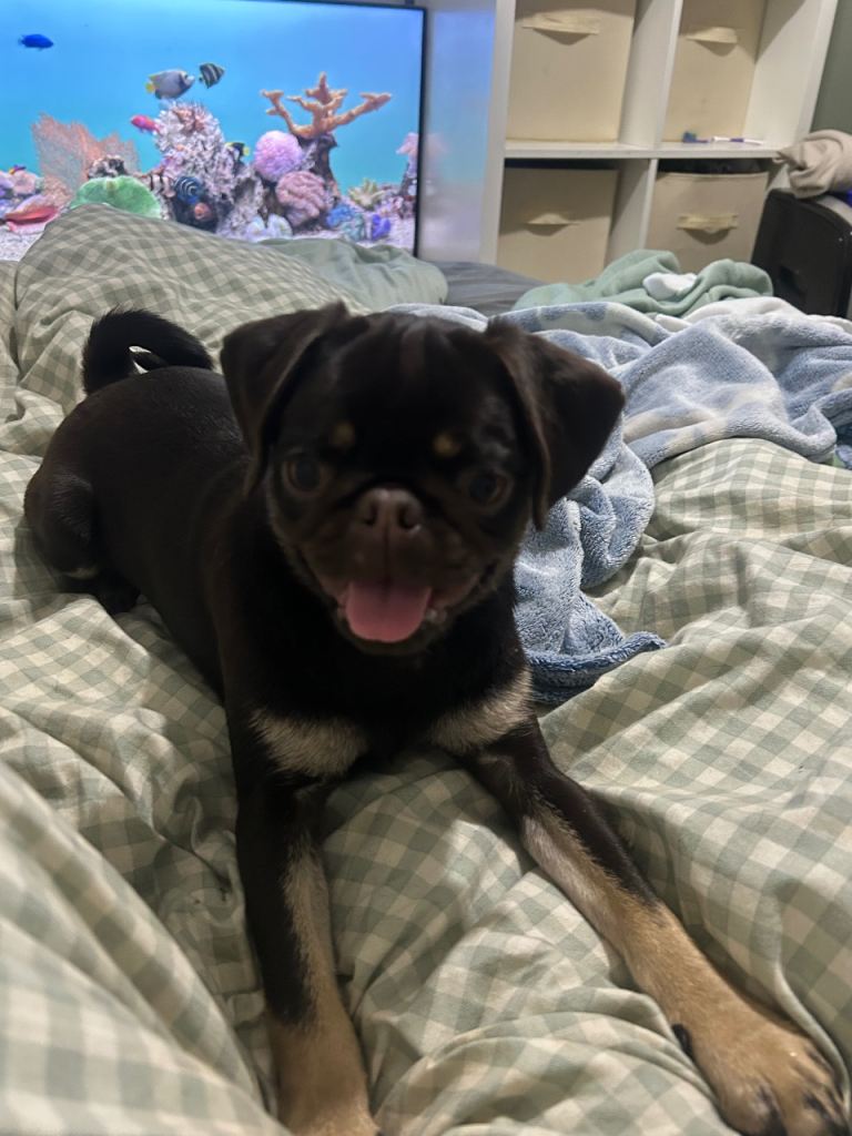 6 month old Pug mix