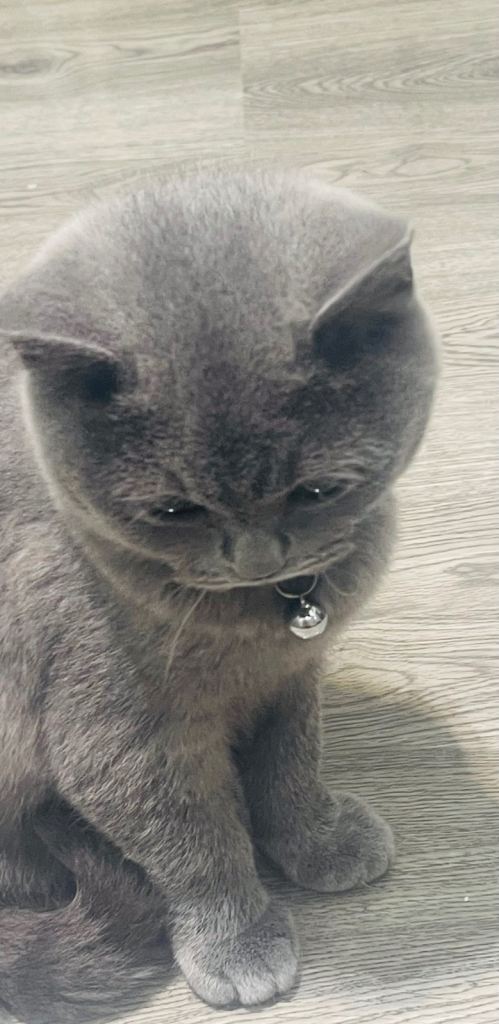 Stunning 18 Week Old Pedigree Blue British Shorthair Girl