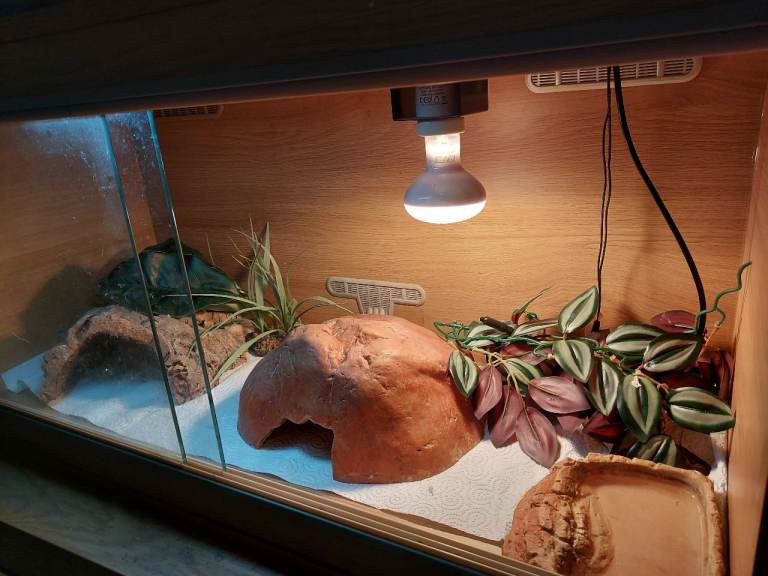 Vivarium set up